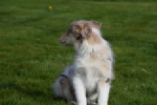 Berger australien (teef) 66586