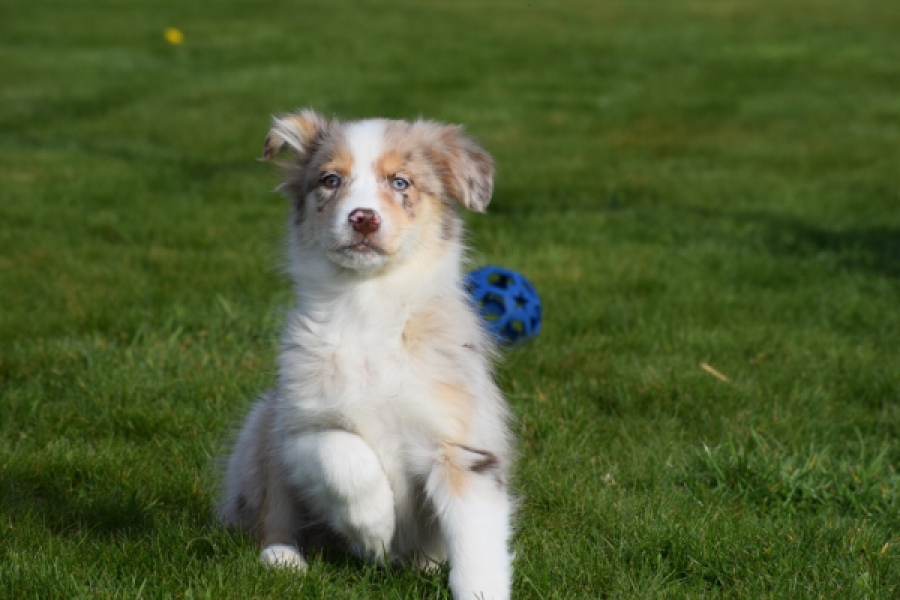 Berger australien (teef) 66586