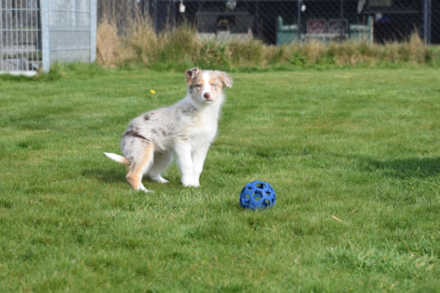 Berger australien (teef) 66586