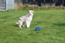 Berger australien (teef) 66586