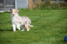 Berger australien (teef) 66586