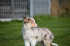 Berger australien (teef) 66586