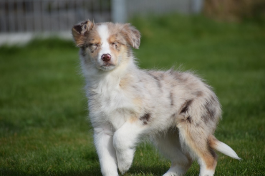 Berger australien (teef) 66586