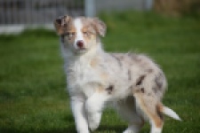 Berger australien (teef) 66586