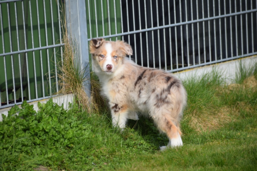 Berger australien (teef) 66586