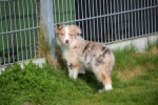 Berger australien (teef) 66586