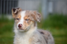 Berger australien (teef) 66586