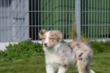 Berger australien (teef) 66586