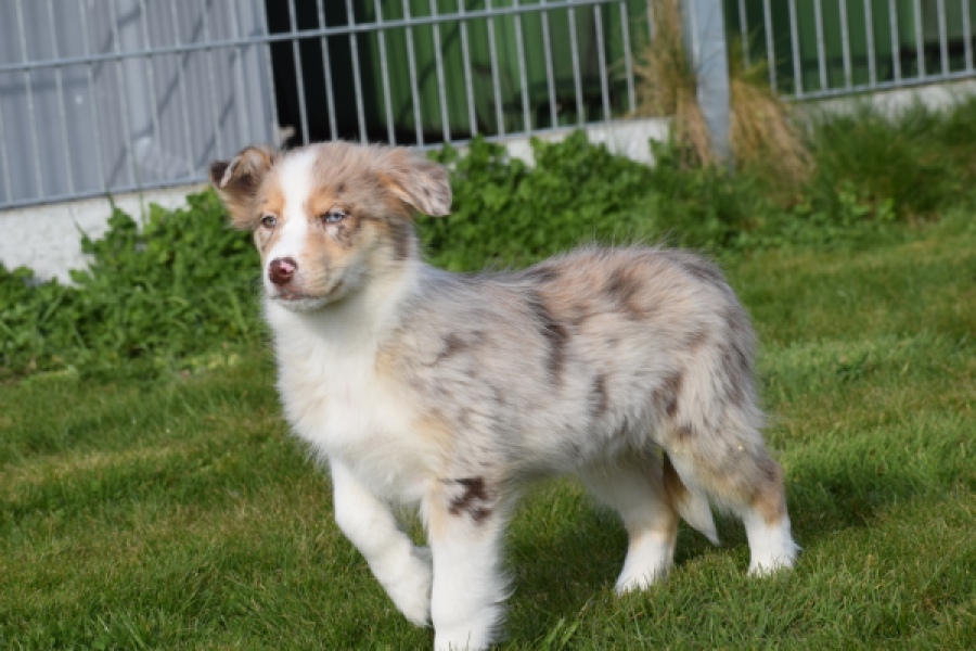 Berger australien (teef) 66586