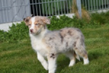 Berger australien (teef) 66586