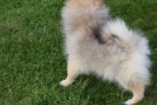 Keeshond (teef) 18195