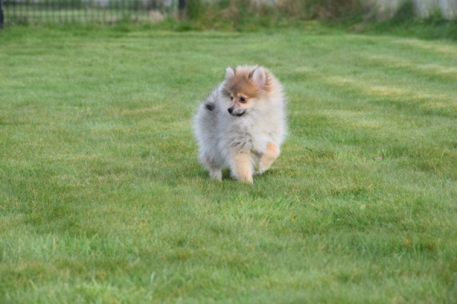 Keeshond (teef) 18195