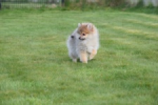 Keeshond (teef) 18195