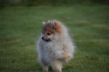 Keeshond (teef) 18195