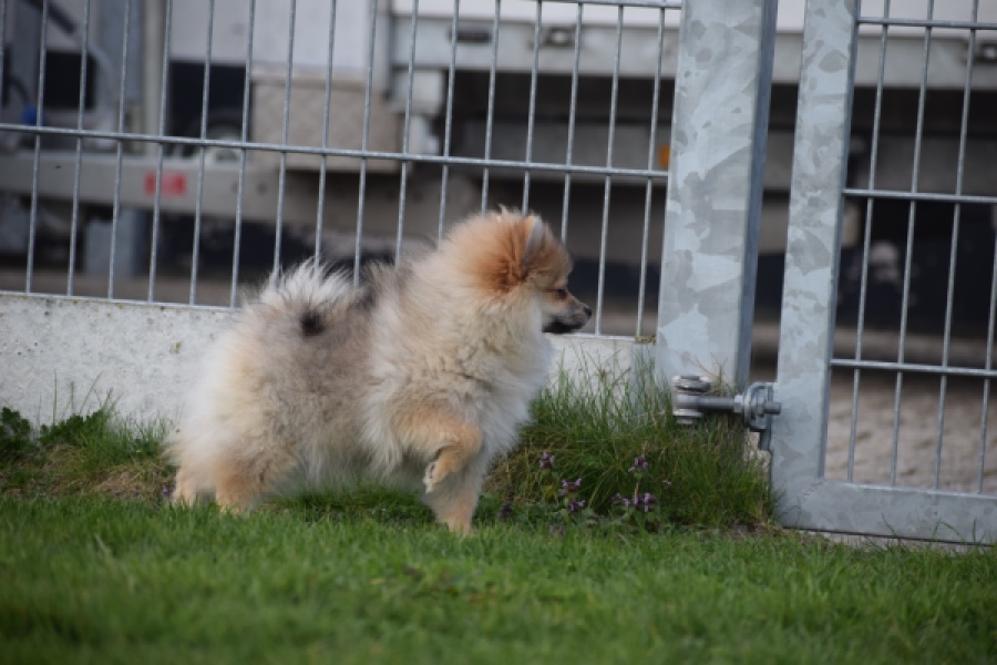 Keeshond (teef) 18195