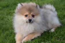 Keeshond (teef) 18195