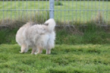 Keeshond (teef) 18195