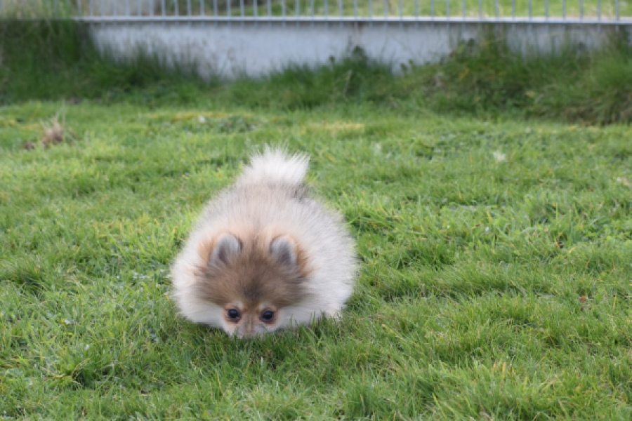 Keeshond (teef) 18195