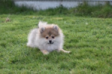 Keeshond (teef) 18195