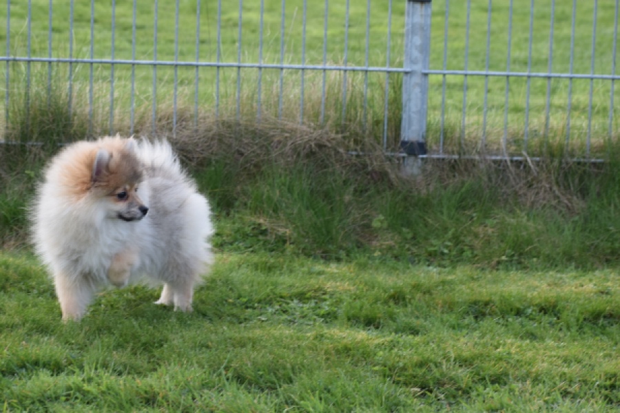 Keeshond (teef) 18195