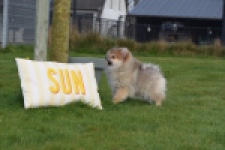 Keeshond (teef) 18195