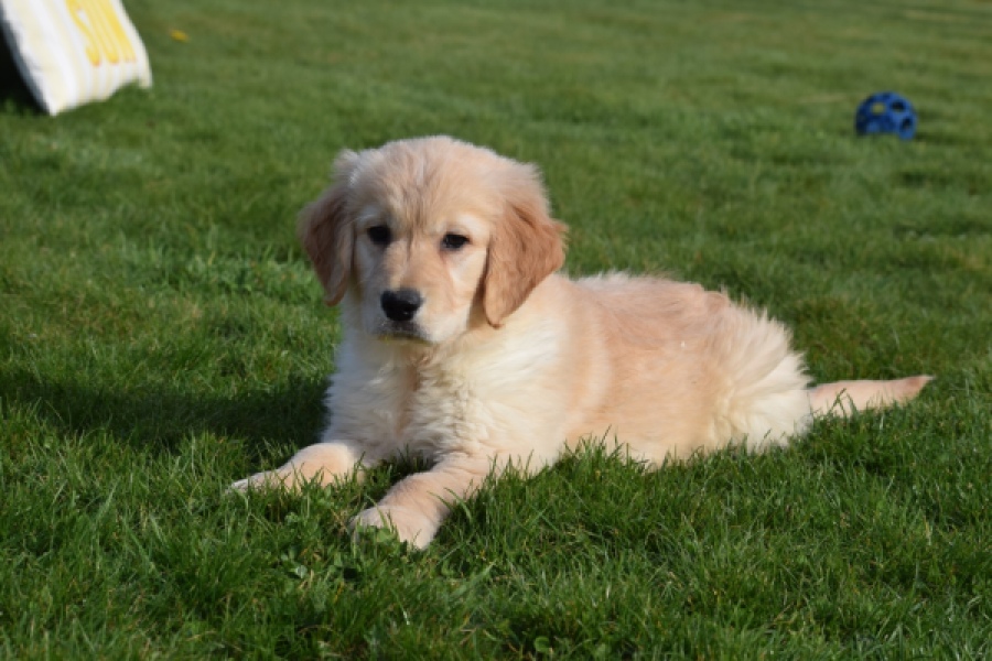 Retriever Golden (teef) 30863