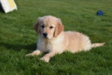 Retriever Golden (teef) 30863
