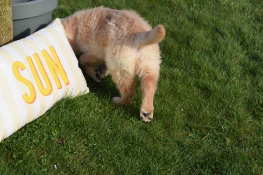 Retriever Golden (teef) 30863