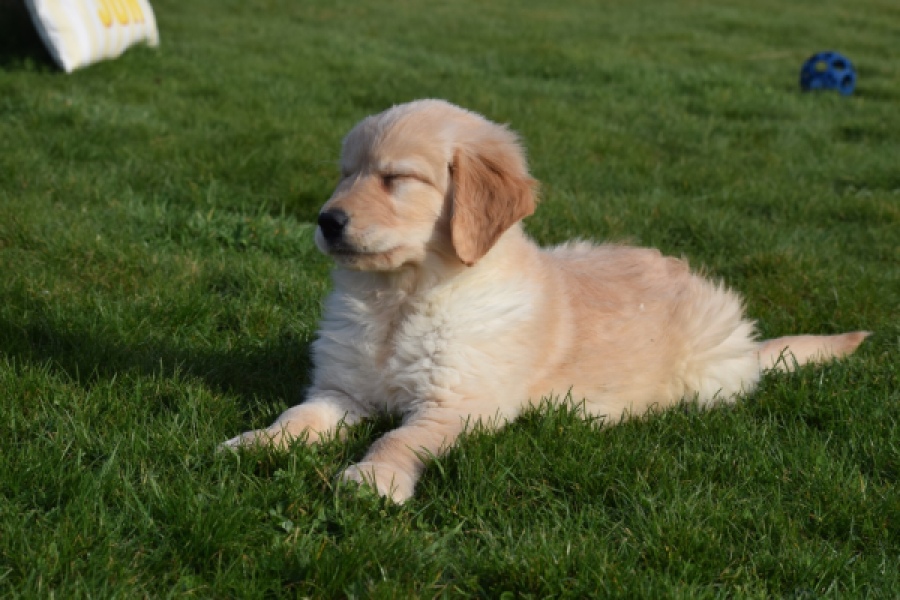 Retriever Golden (teef) 30863