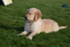 Retriever Golden (teef) 30863