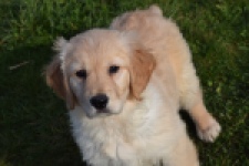 Retriever Golden (teef) 30863