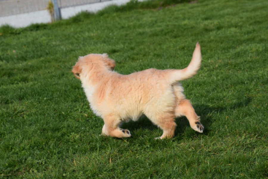 Retriever Golden (teef) 30863