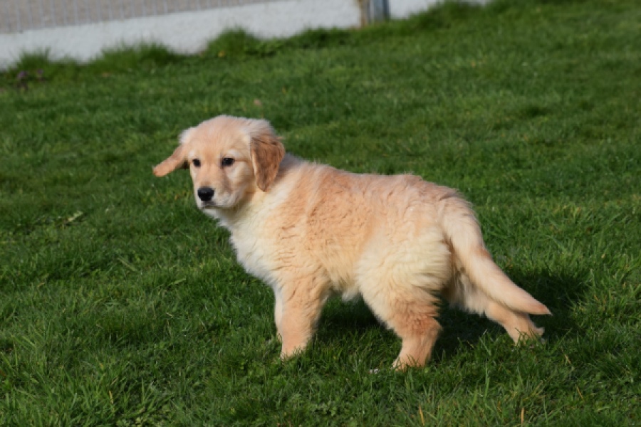 Retriever Golden (teef) 30863