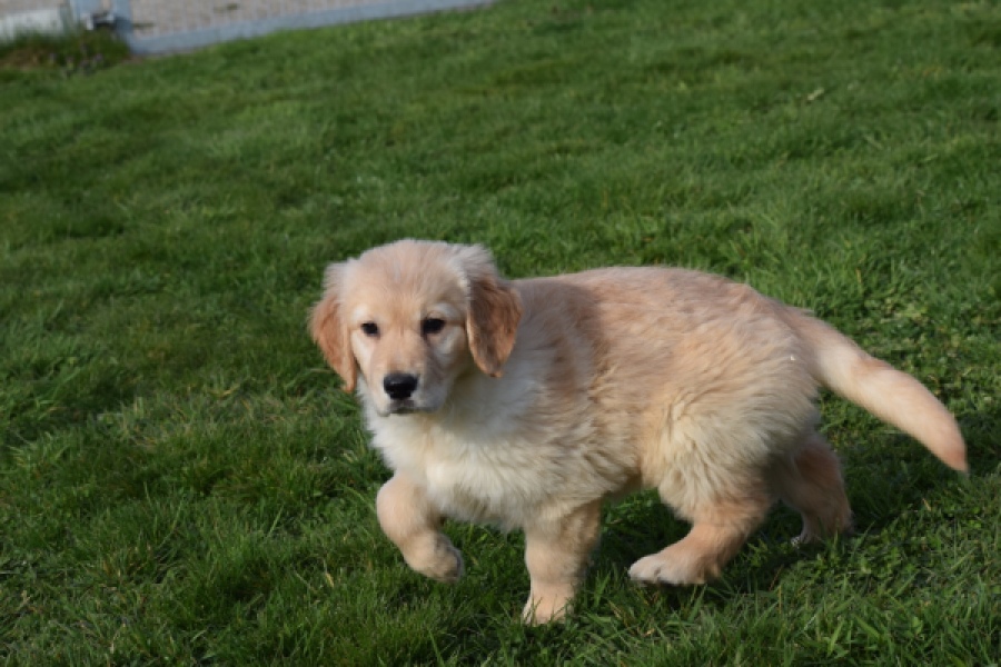 Retriever Golden (teef) 30863
