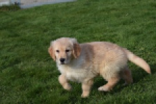 Retriever Golden (teef) 30863