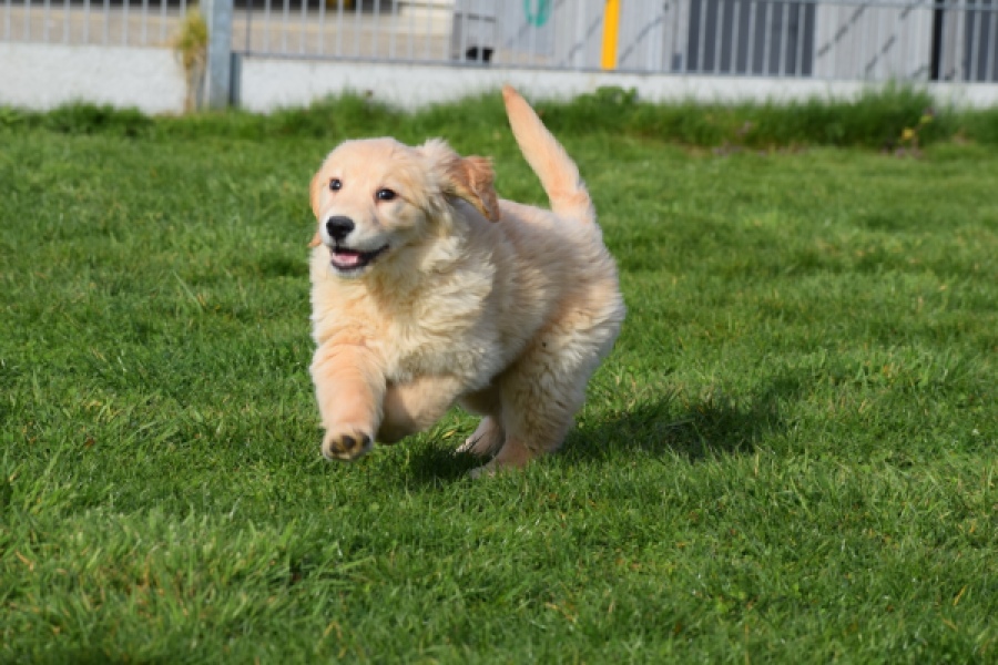 Retriever Golden (teef) 30796