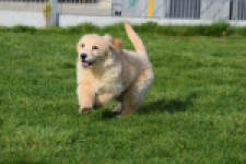 Retriever Golden (teef) 30796