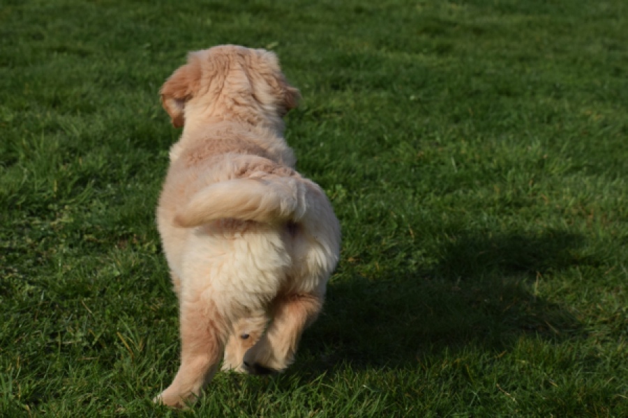 Retriever Golden (teef) 30796