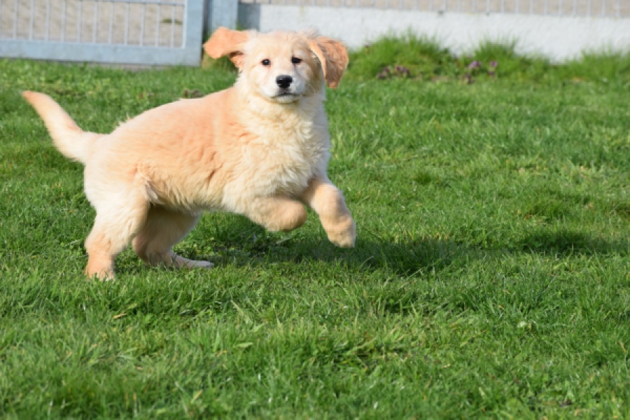 Retriever Golden (teef) 30796