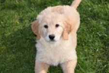 Retriever Golden (teef) 30796