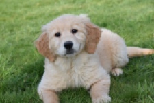 Retriever Golden (teef) 30796