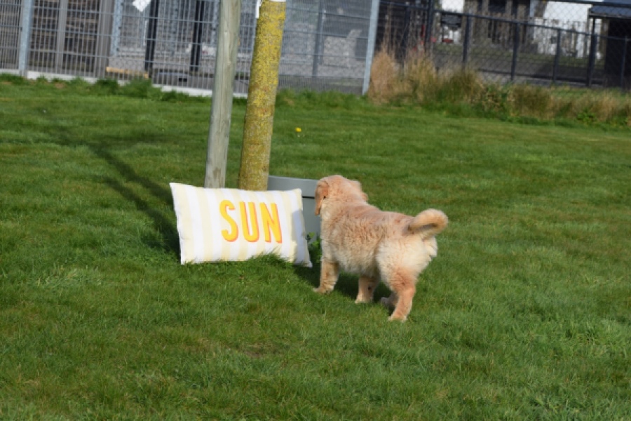 Retriever Golden (teef) 30796