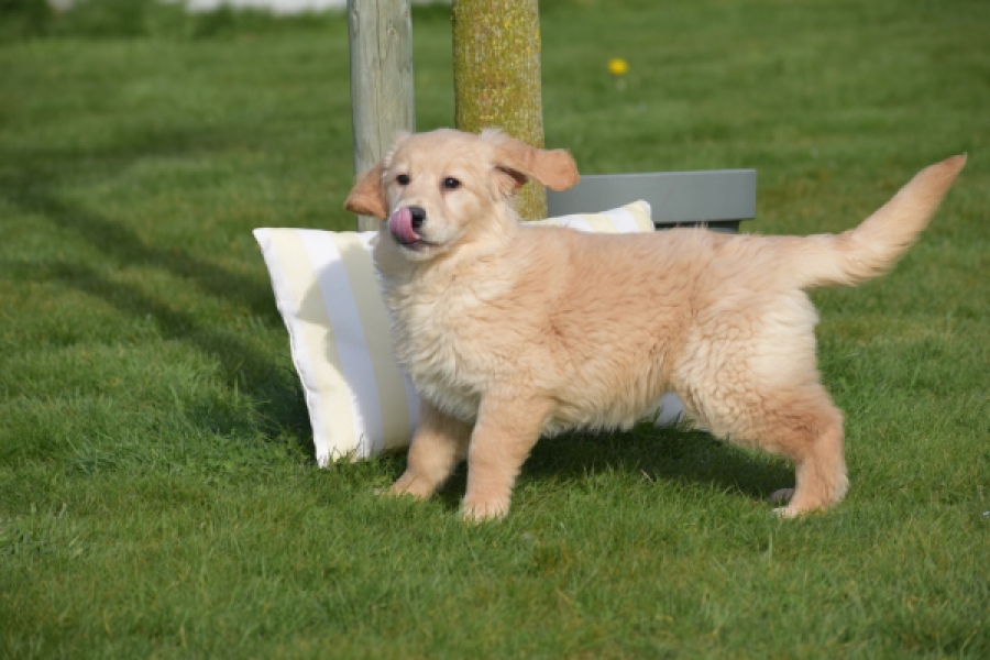 Retriever Golden (teef) 30796