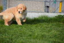 Retriever Golden (teef) 30795