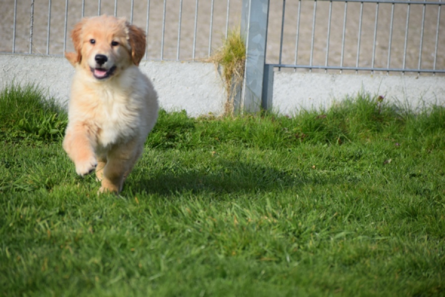 Retriever Golden (teef) 30795