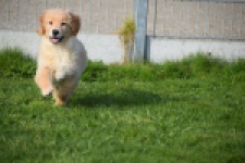 Retriever Golden (teef) 30795