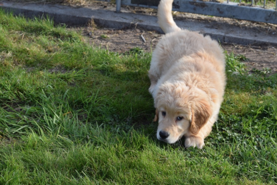 Retriever Golden (teef) 30795