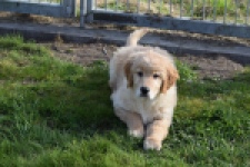 Retriever Golden (teef) 30795