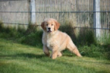 Retriever Golden (teef) 30795