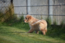 Retriever Golden (teef) 30795
